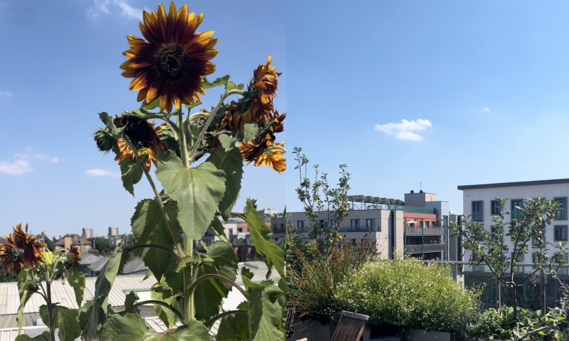 GH garden