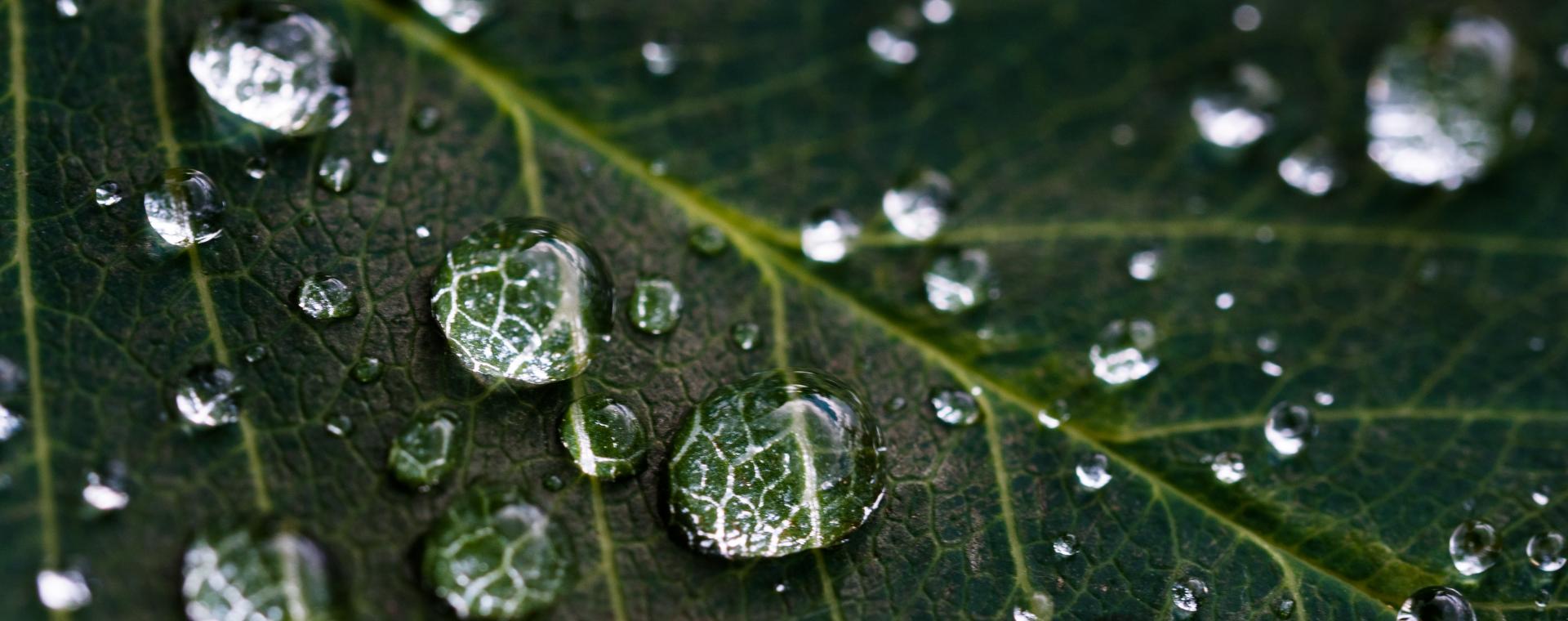 water droplets on a leaf