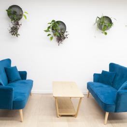 An image of two velour blue sofas and wooden coffee table, on the wall hang 4 draping plants
