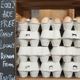 eggs